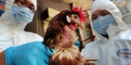 روسيا تسجل أول إصابة بشرية بإنفلونزا الطيور H5N8