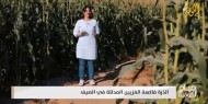 الذرة فاكهة الغزيين المدللة في الصيف