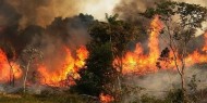 أمريكا: خطورة حرائق الغابات تزداد بسبب الجفاف