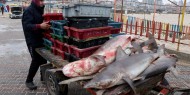 بالصور|| أسماك القرش تغزو شواطئ غزة