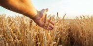 الجزائر تطرح مناقصة عالمية لشراء 50 ألف طن من القمح  