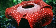 قطرها 120 سنتيمترا.. "الوحش" أكبر زهرة في العالم