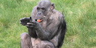 بالصور|| شمبانزي يرحب بعودة الزوار للحديثة بشكل مميز