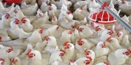 تجار يكشفون أسباب ارتفاع أسعار الدجاج اللاحم في السوق الفلسطيني