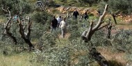 مستوطنون يحطمون أشجار زيتون شرق الخليل