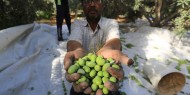 «الزراعة» توصي بالالتزام بالموعد المحدد لقطف الزيتون