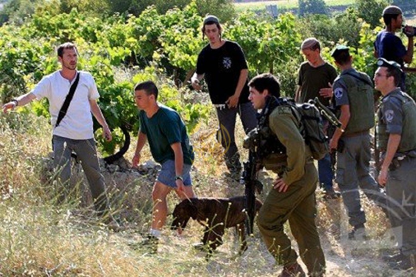 مستوطنيين بحماية جنود الاحتلال يعتدون على أراضي المواطنين